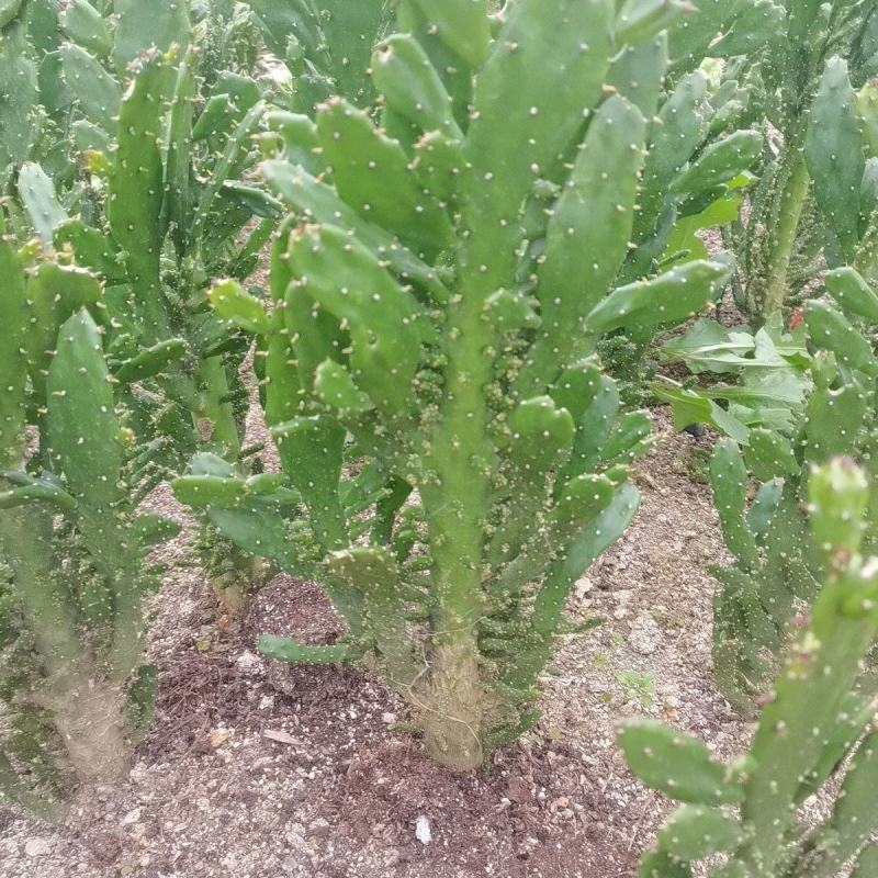 千手观音仙人掌，仙人荷花，电商供应，地摊货供应