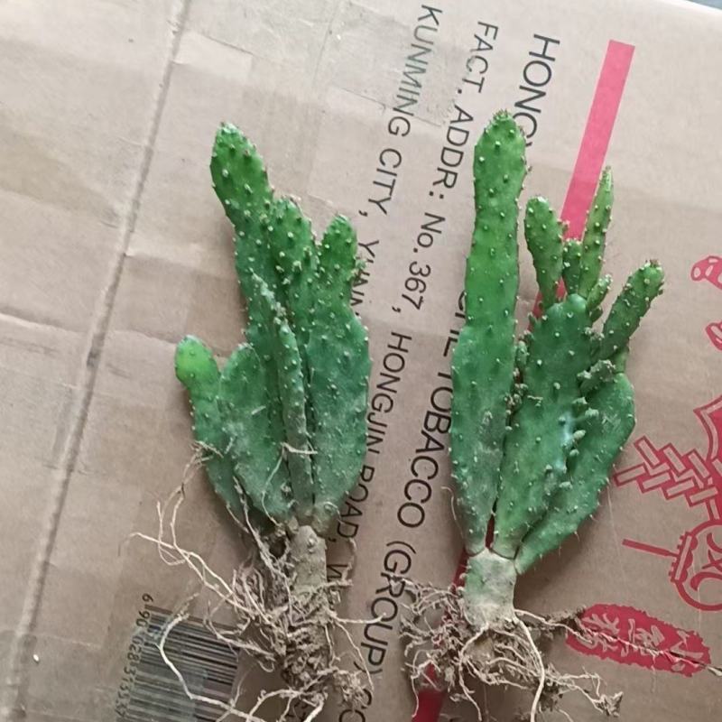 千手观音仙人掌，仙人荷花，电商供应，地摊货供应