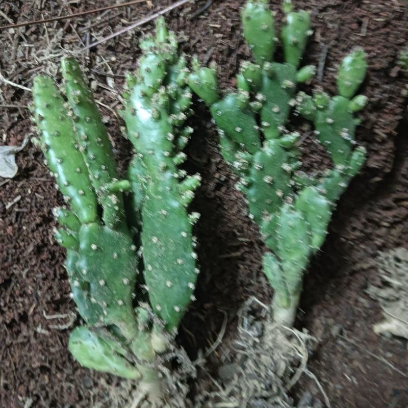 千手观音仙人掌，仙人荷花，电商供应，地摊货供应