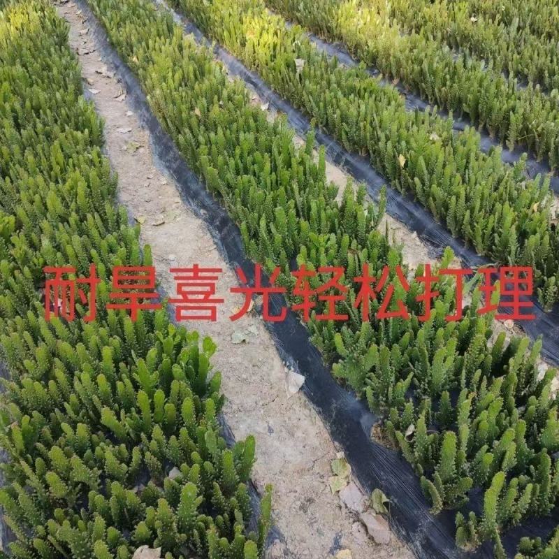 千手观音仙人掌，仙人荷花，电商供应，地摊货供应
