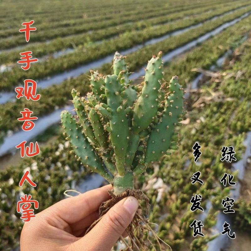 千手观音仙人掌，仙人荷花，电商供应，地摊货供应