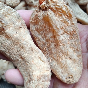 天麻2斤起售，西晃山天麻富硒，蒸熟烤干无硫。