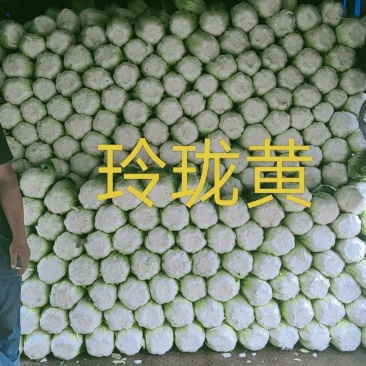 大掤黄心白菜.北京三号无虫眼无烧心并有专业团队为你服务！