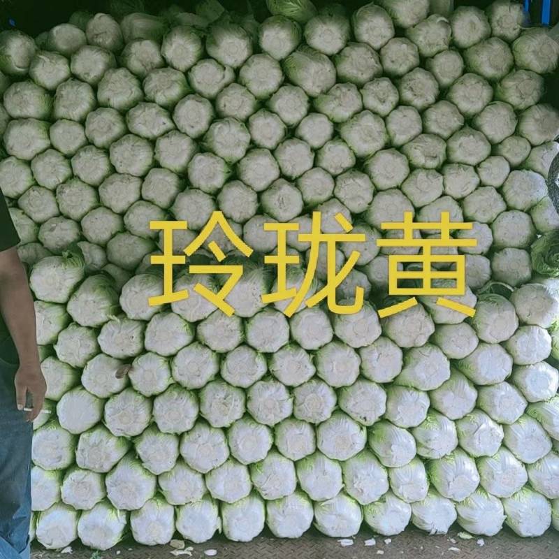 大掤黄心白菜.北京三号无虫眼无烧心并有专业团队为你服务！
