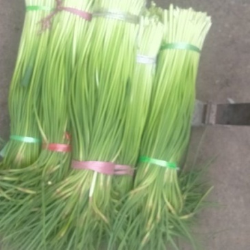 优质红帽蒜苔大量上市
