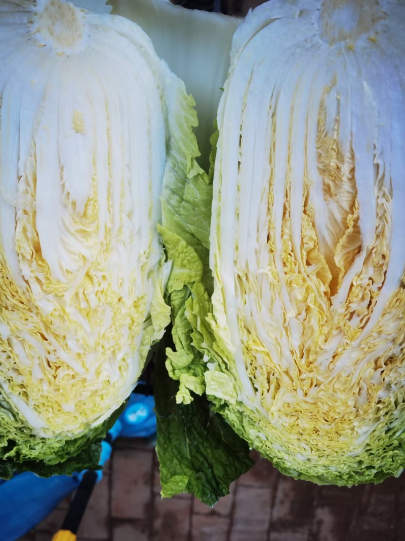 大掤黄心白菜.北京三号无虫眼无烧心并有专业团队为你服务！