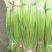 优质红帽蒜苔大量上市