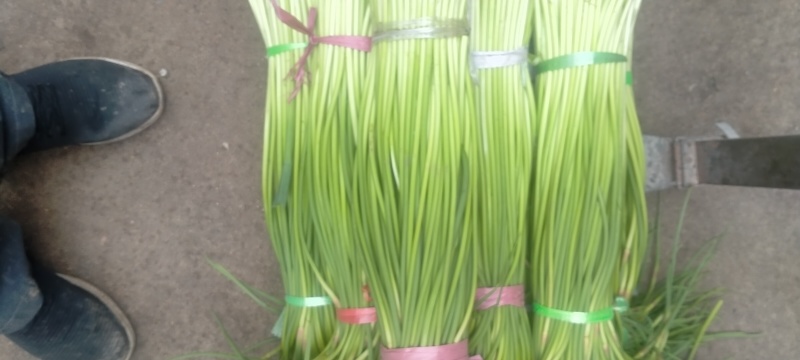 优质红帽蒜苔大量上市