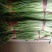 优质红帽蒜苔大量上市