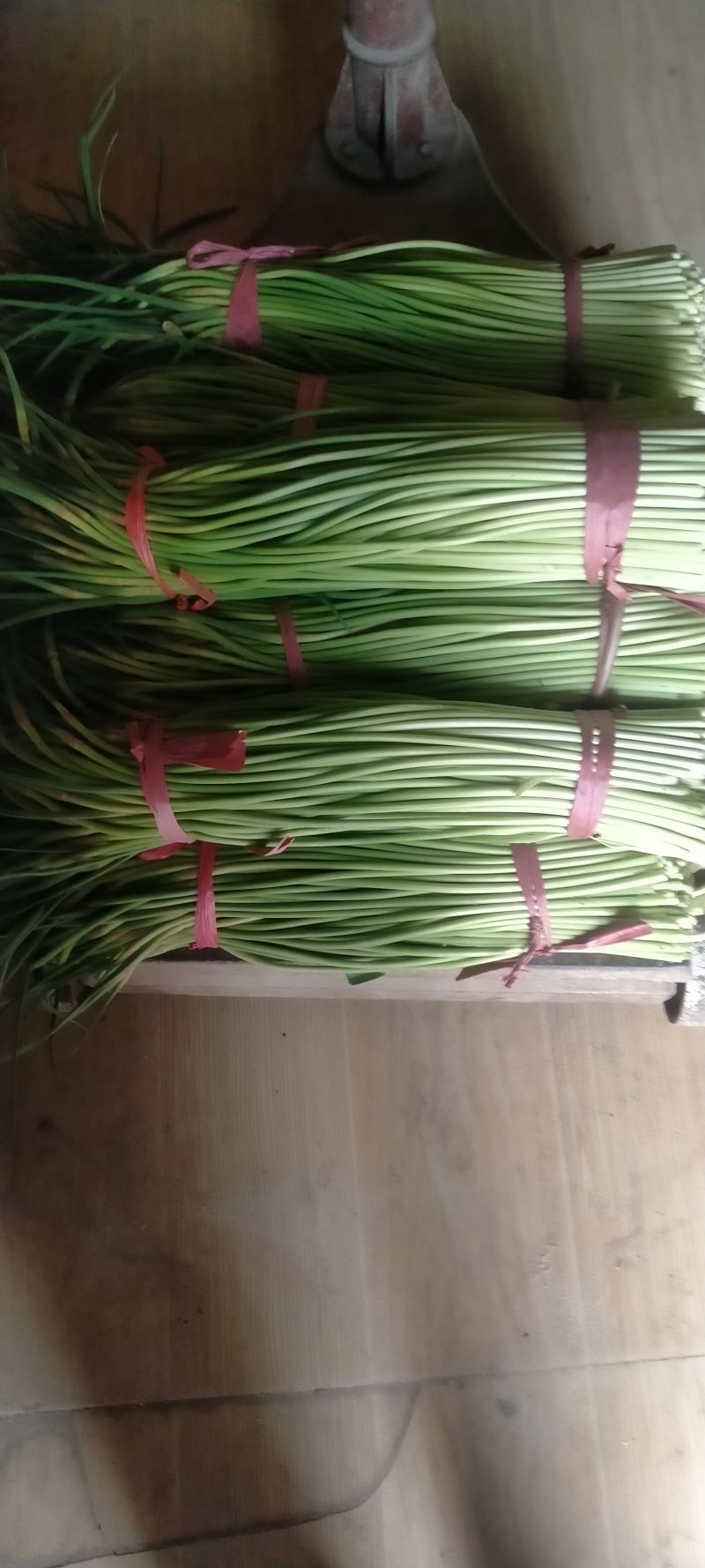 优质红帽蒜苔大量上市