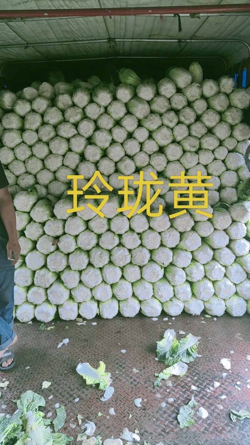大掤黄心白菜.北京三号无虫眼无烧心并有专业团队为你服务！