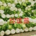 大掤黄心白菜.北京三号无虫眼无烧心并有专业团队为你服务！