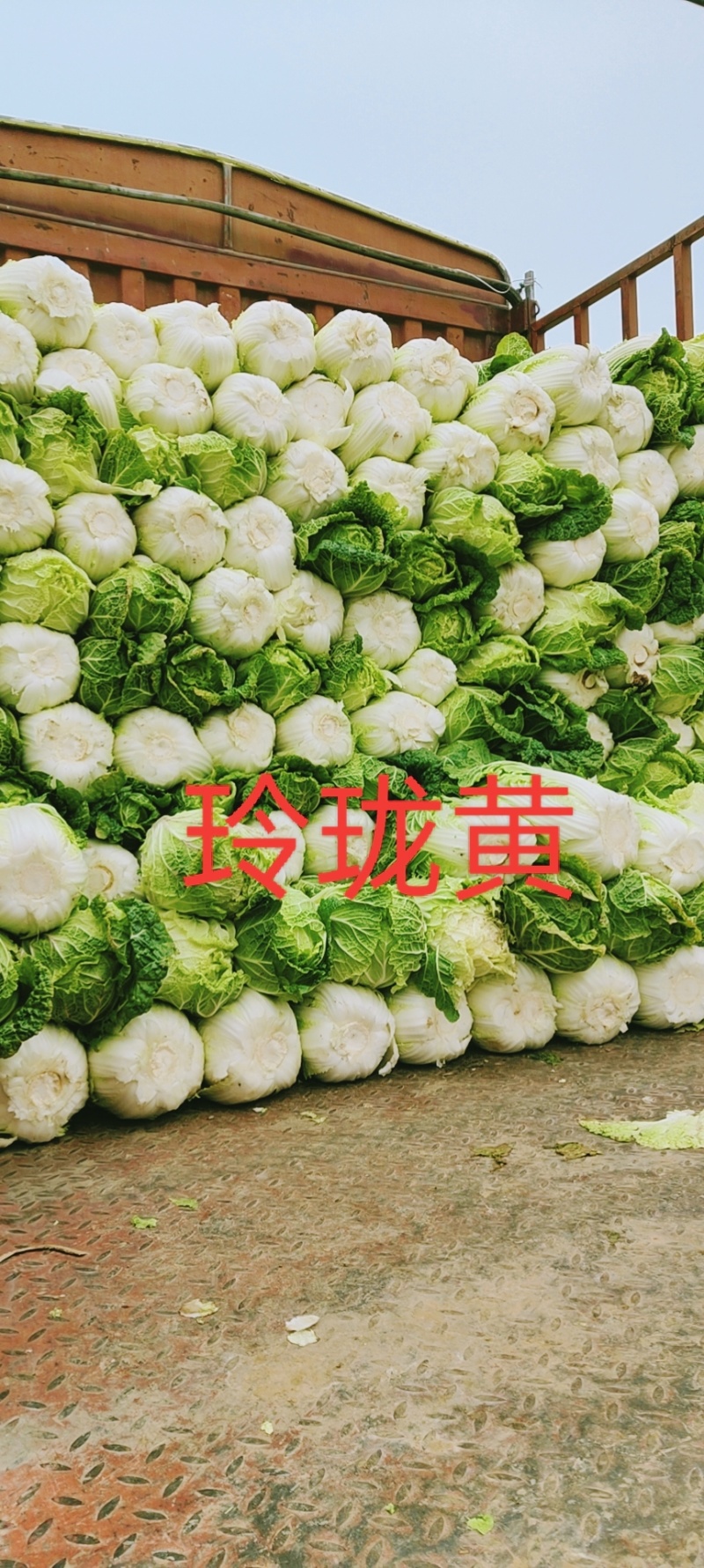 大掤黄心白菜.北京三号无虫眼无烧心并有专业团队为你服务！