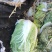 大掤黄心白菜.北京三号无虫眼无烧心并有专业团队为你服务！