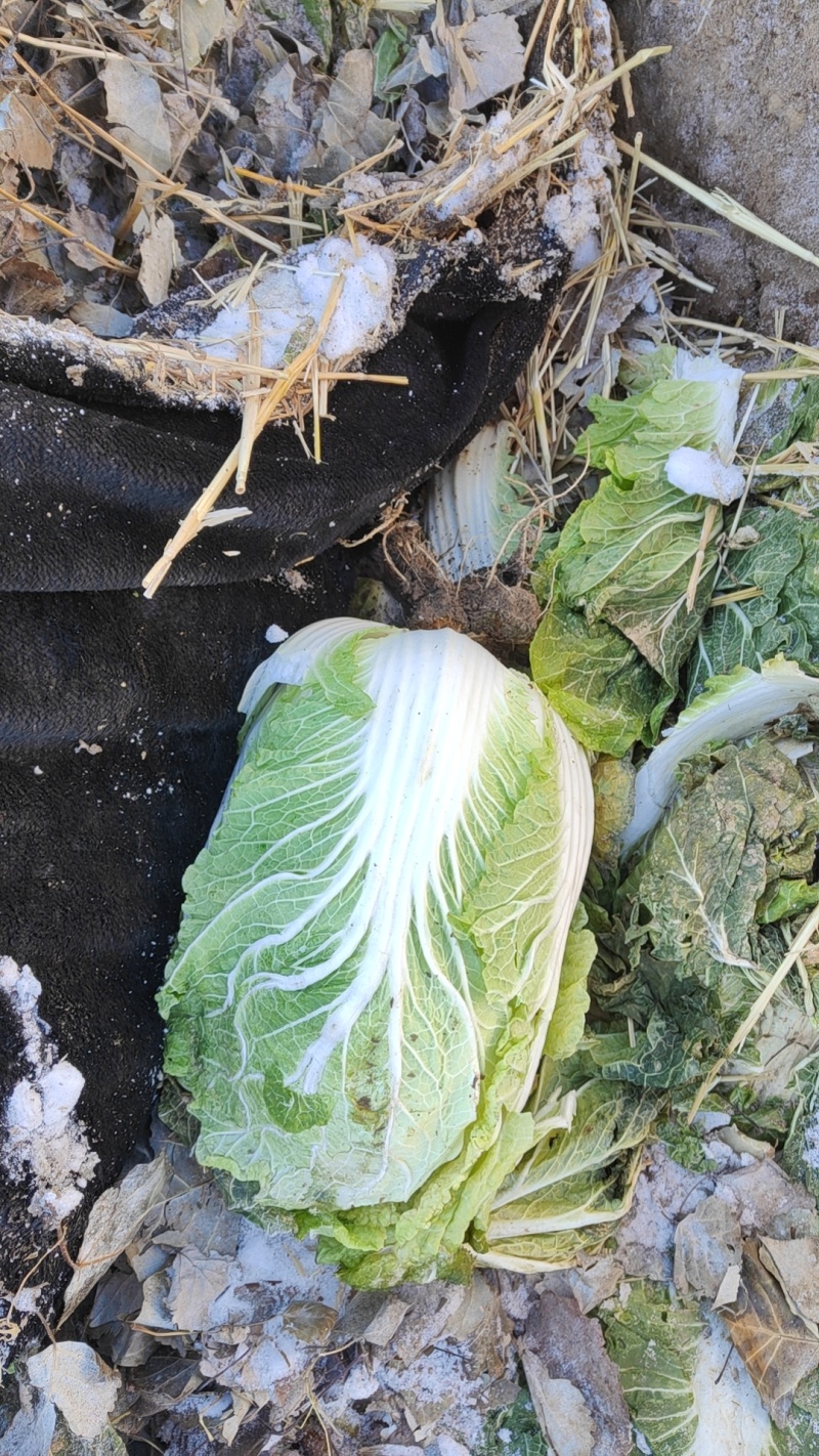大掤黄心白菜.北京三号无虫眼无烧心并有专业团队为你服务！