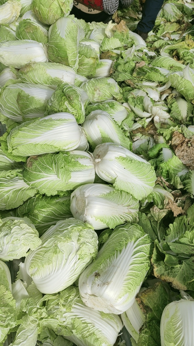 大掤黄心白菜.北京三号无虫眼无烧心并有专业团队为你服务！