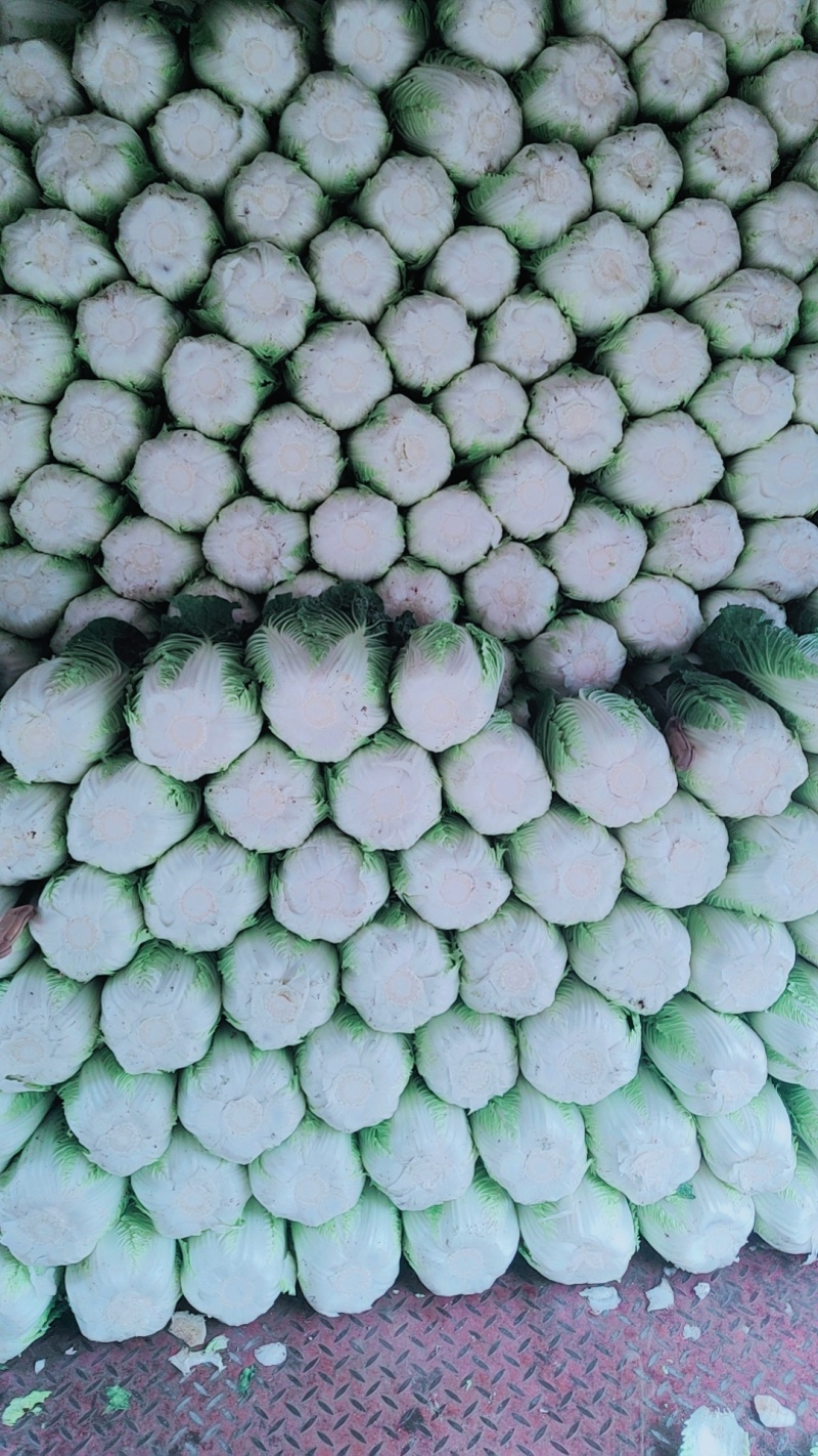 大掤黄心白菜.北京三号无虫眼无烧心并有专业团队为你服务！