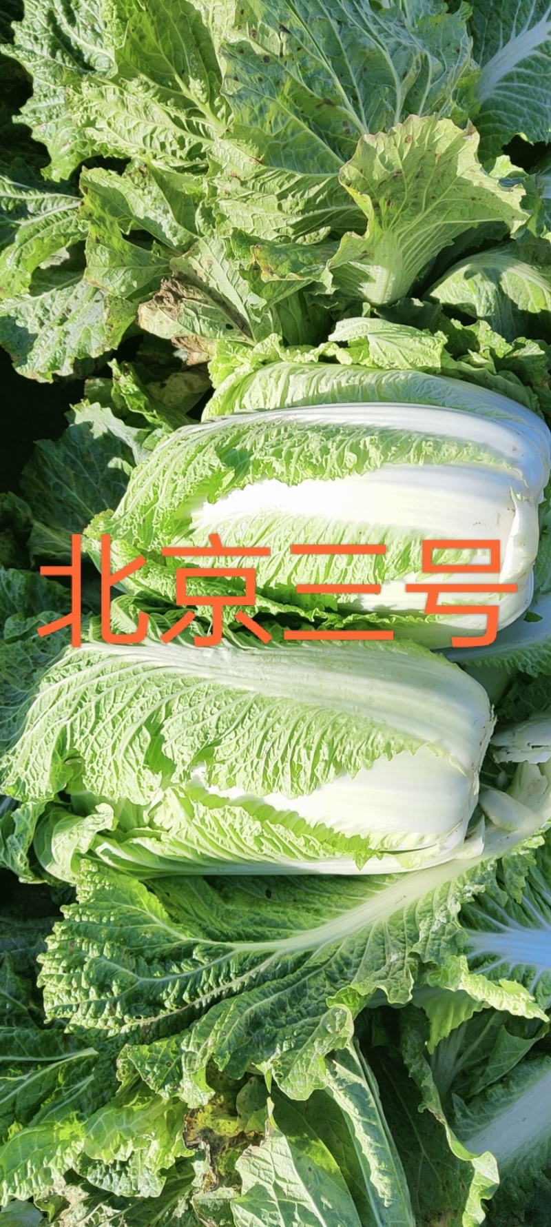 大掤黄心白菜.北京三号无虫眼无烧心并有专业团队为你服务！