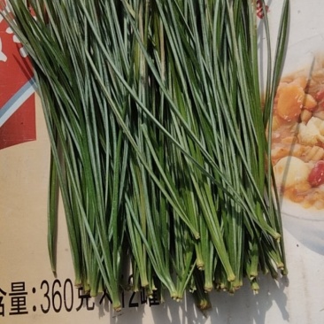 红松松针