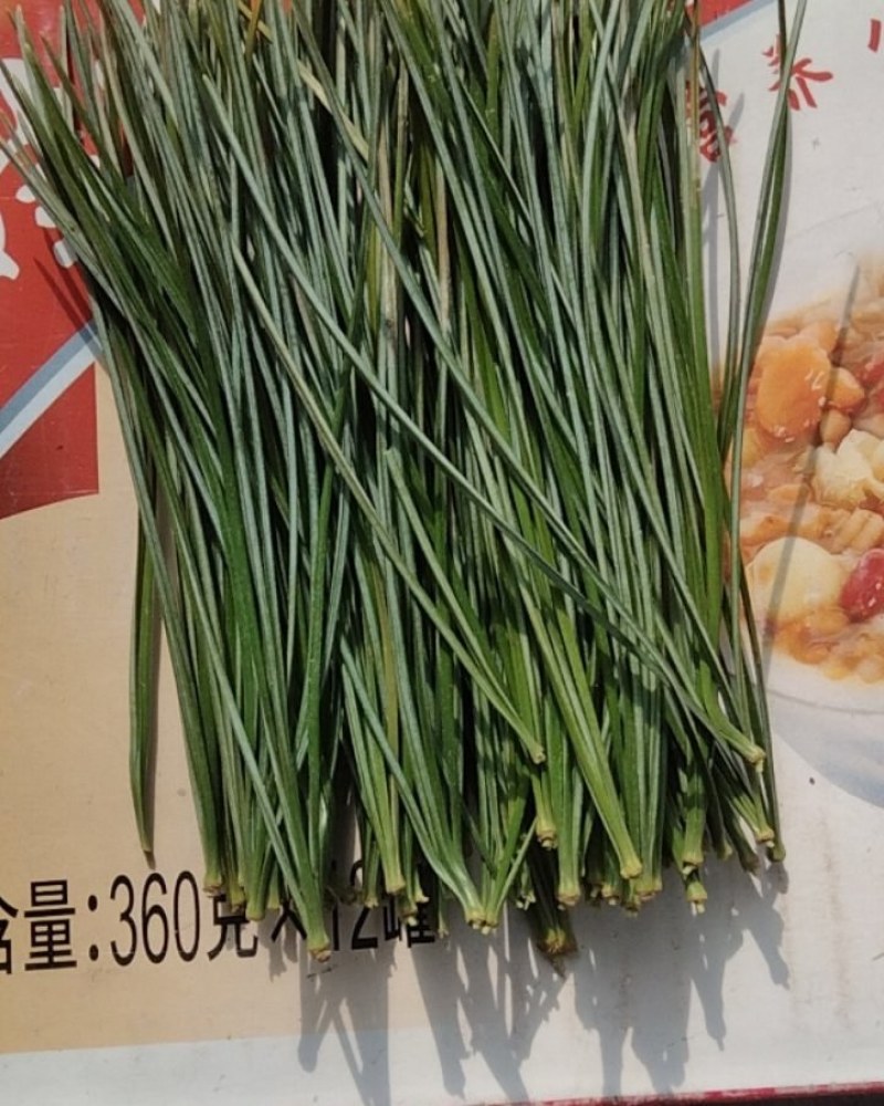 红松松针
