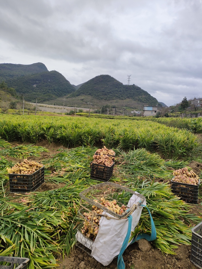 贵州六枝新鲜二黄姜大量出售，保质保量