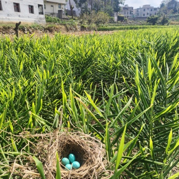 贵州六枝新鲜二黄姜大量出售，保质保量