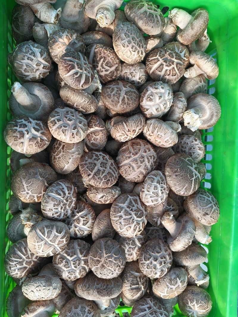 鲜香菇花菇辽宁基地直发保质保量供货