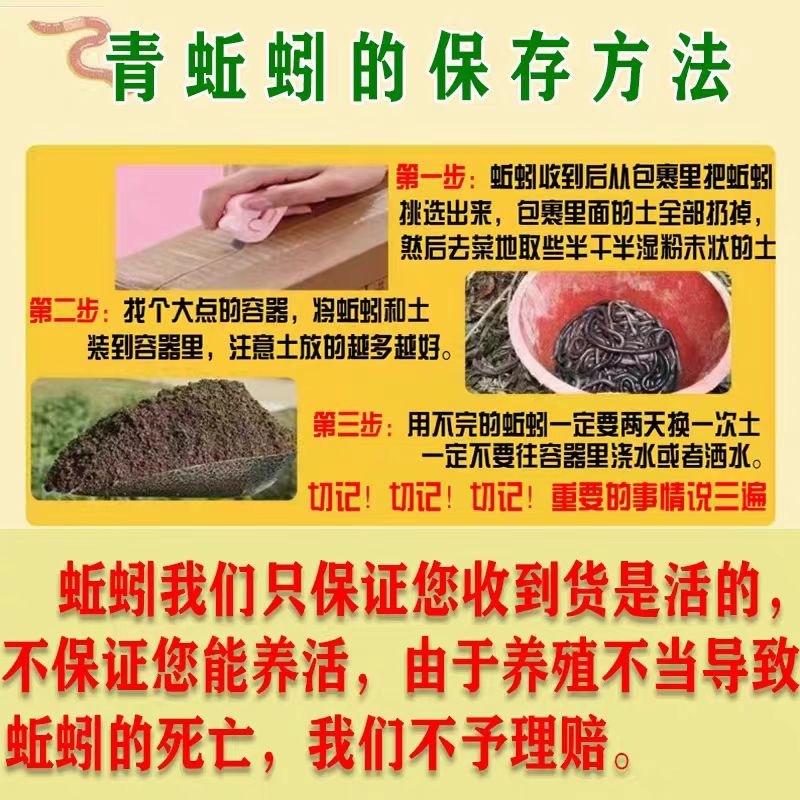 湖北青蚯蚓鲜活黑蚯蚓特大臭蚯蚓产地一手货源保质保量