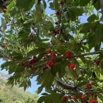露天大樱桃对接电商批发大量现货可实地考察