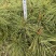 五年红松杯苗25-40厘米3+2年生