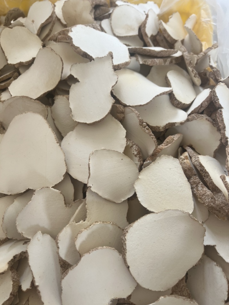 精品中药材虎奶菌大量现货