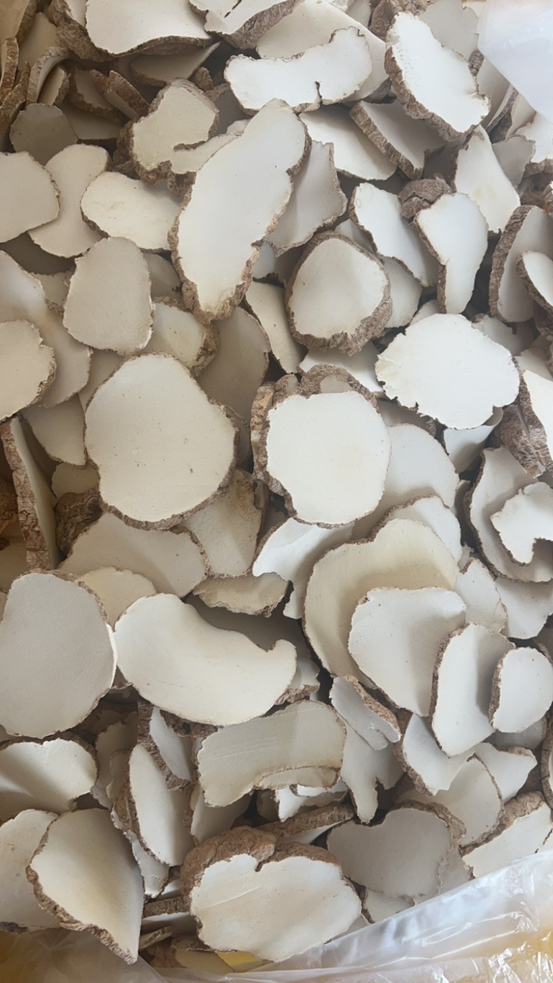 精品中药材虎奶菌大量现货