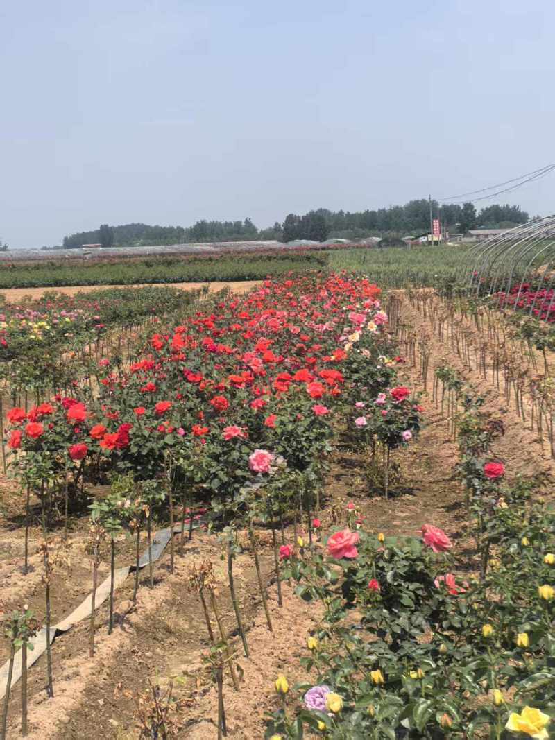 月季小青杆棒棒糖价格美丽