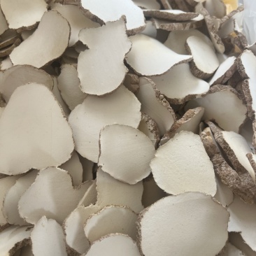 精品中药材虎奶菌大量现货
