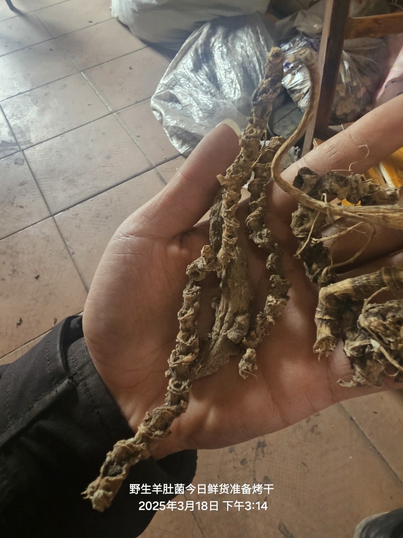 天王参，竹节参，正品天王参，欢迎各位老板与本厂对接合作