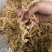 天王参，竹节参，正品天王参，欢迎各位老板与本厂对接合作