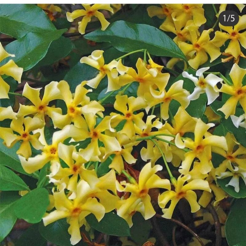 风车茉莉风车茉莉小苗大小规格都有20厘米一1.8米