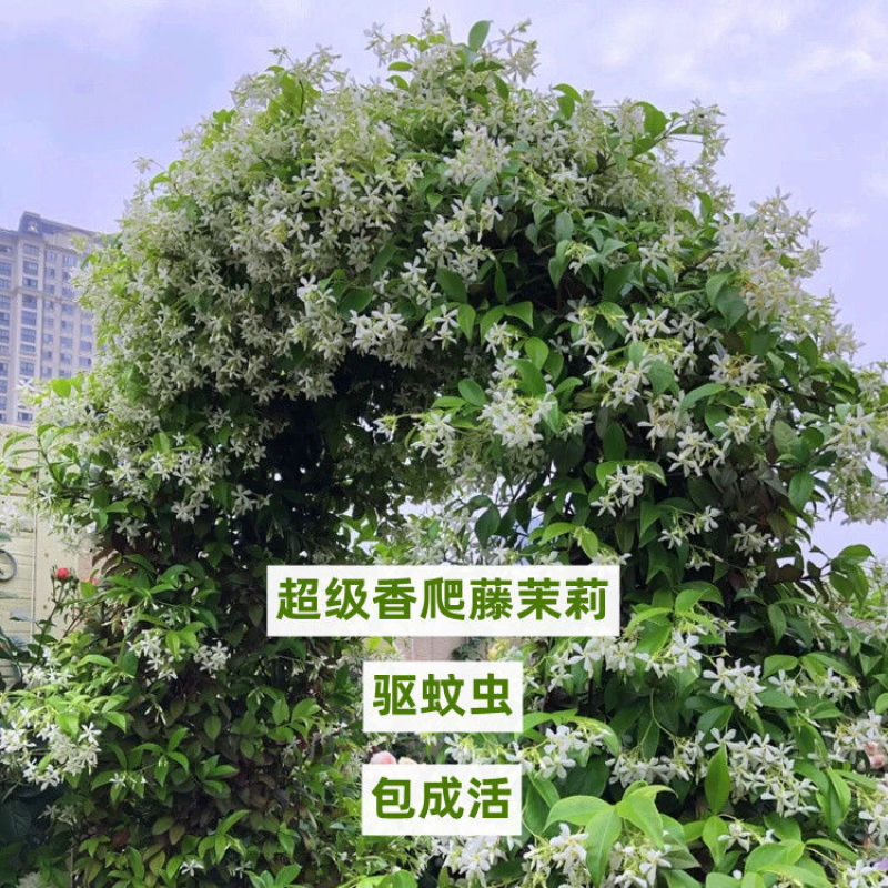 风车茉莉风车茉莉小苗大小规格都有20厘米一1.8米