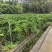 龙鳞春羽，现货，40-50，90-110，喜欢的来谈。