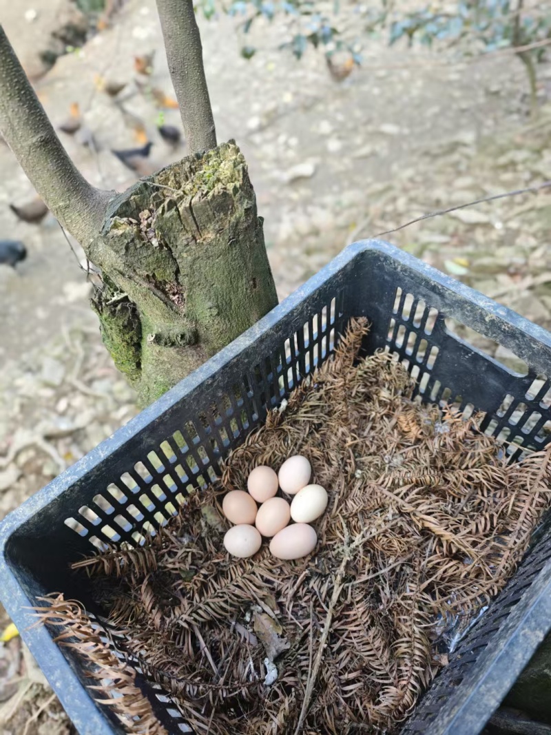 南宁散养精品鸡蛋_三江县本地鸡下土鸡蛋_小个黄心生态蛋