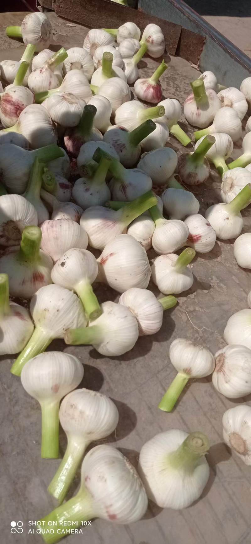 河南新鲜扒皮蒜中熟大蒜全是精品产地直发品质保证量大价优