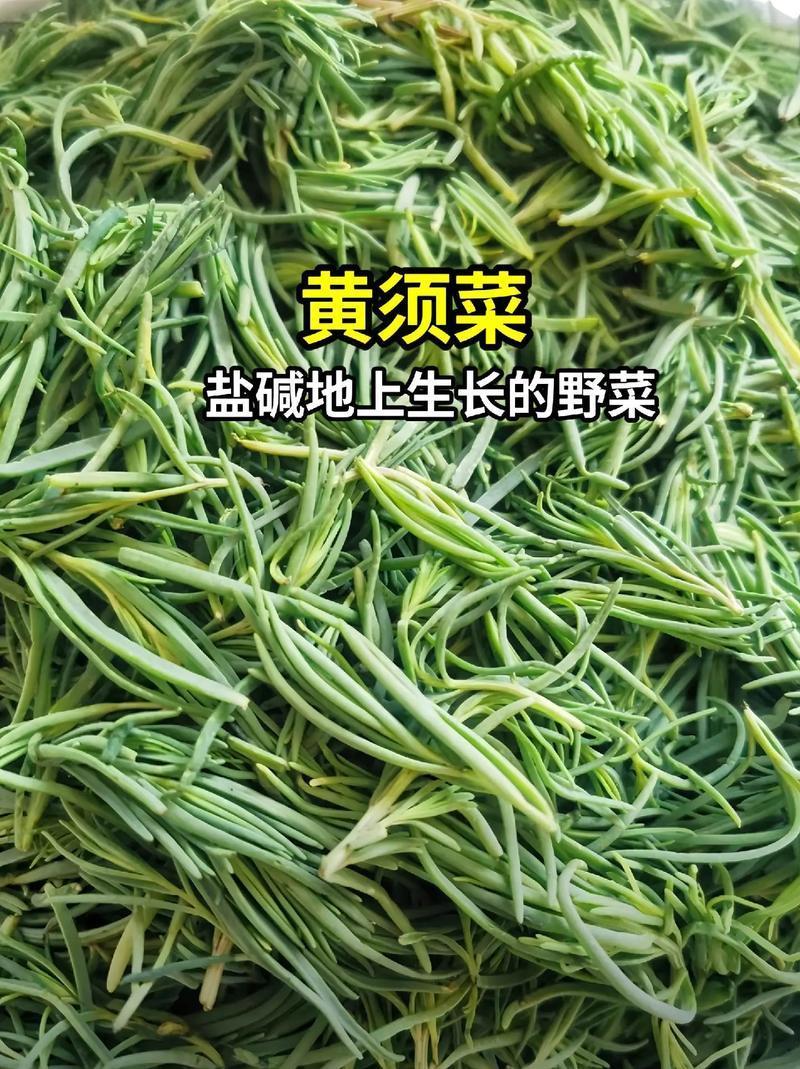 黄须菜