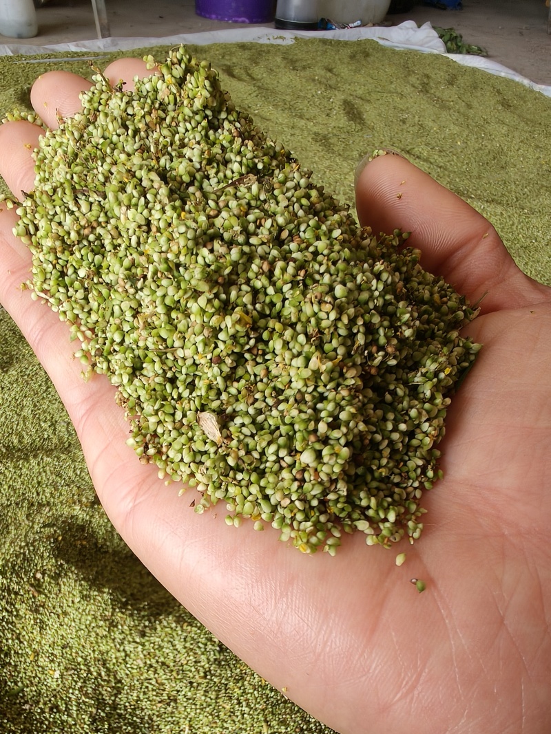 头茬猫爪草种子产地直采，人工采摘，出芽率高