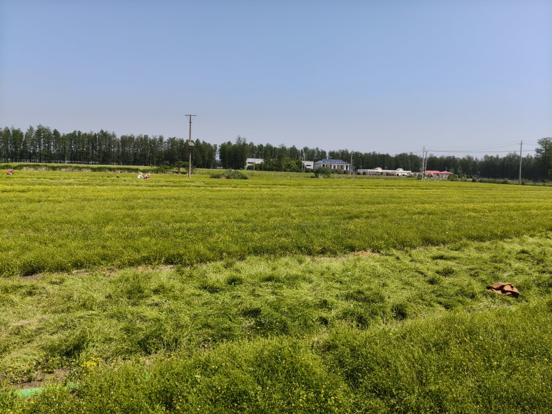 头茬猫爪草种子产地直采，人工采摘，出芽率高