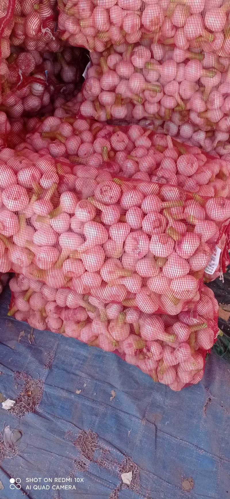 河南新鲜扒皮蒜中熟大蒜全是精品产地直发品质保证量大价优