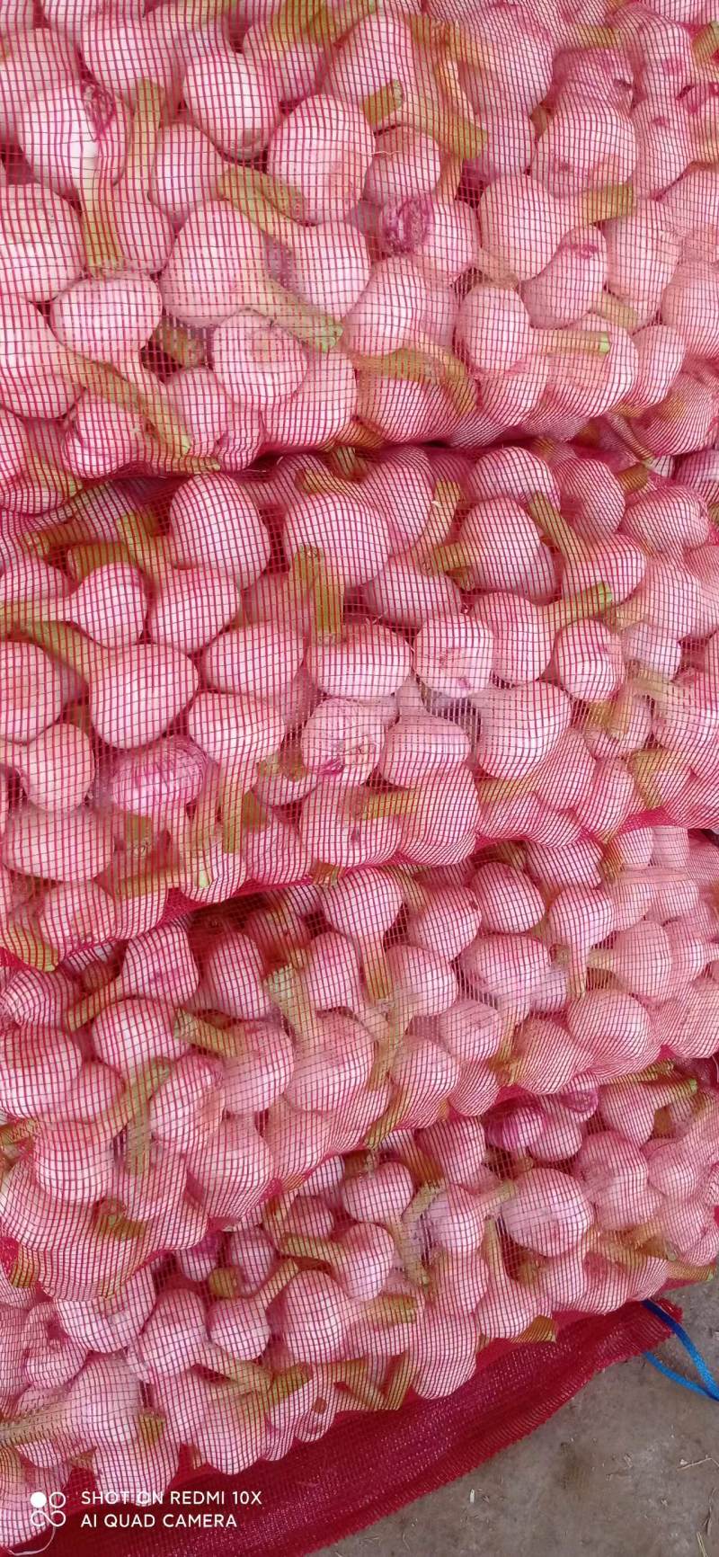 河南新鲜扒皮蒜中熟大蒜全是精品产地直发品质保证量大价优