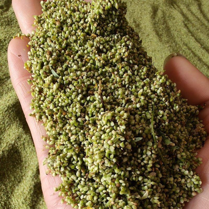 头茬猫爪草种子产地直采，人工采摘，出芽率高