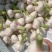 河南新鲜扒皮蒜中熟大蒜全是精品产地直发品质保证量大价优