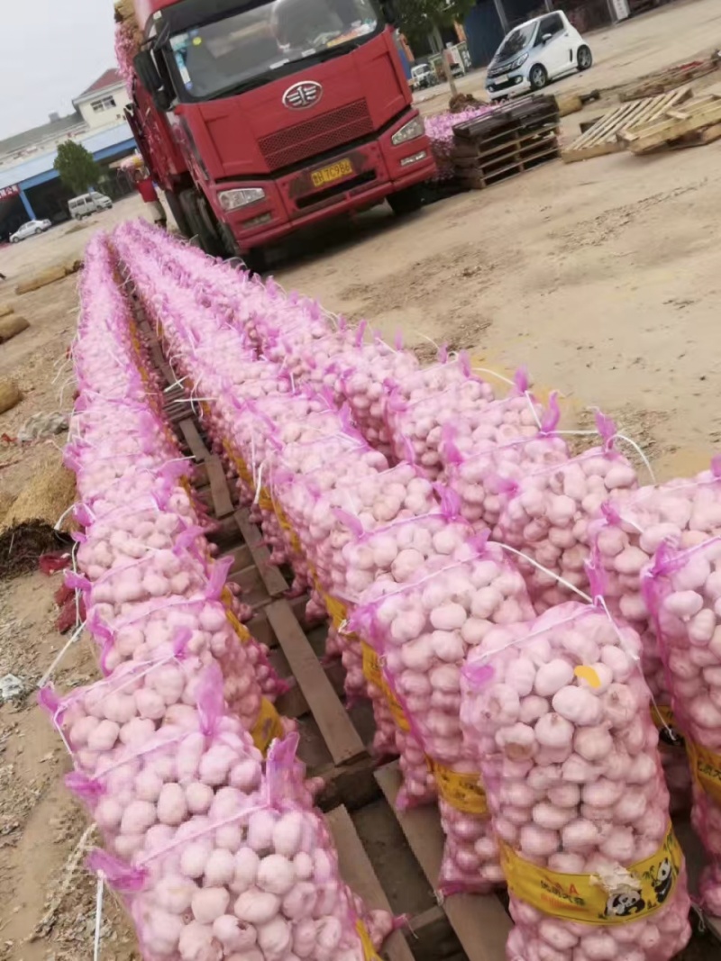 河南新鲜扒皮蒜中熟大蒜全是精品产地直发品质保证量大价优