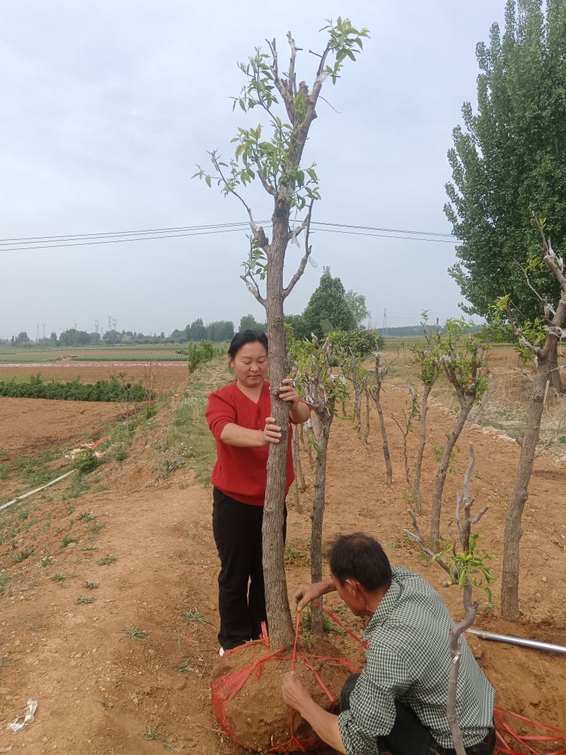 蟠枣苗，山东枣苗基地原产地发苗品种纯正